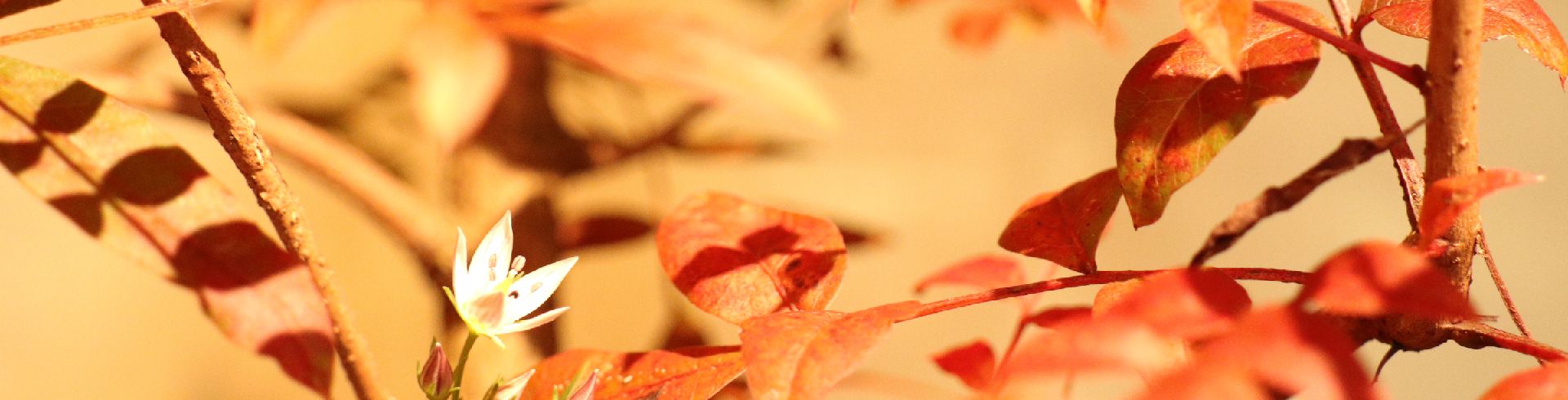 瀧澤家住宅 山野草展