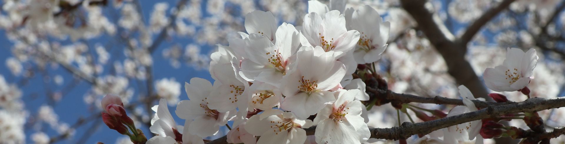 氏家ゆうゆうパーク（ソメイヨシノ）