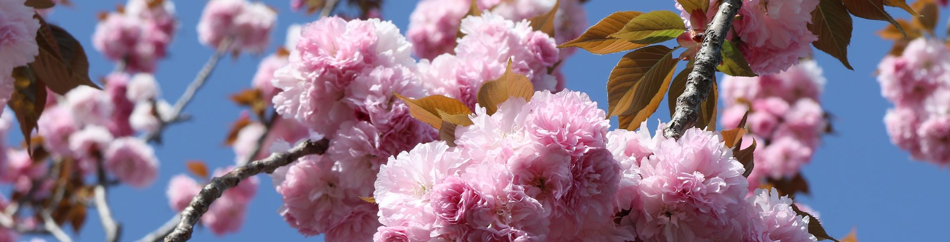 氏家　東大通り（カンザン）