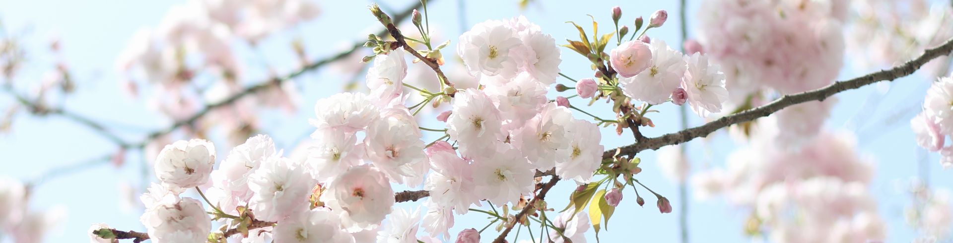 喜連川　荒川桜づつみ（イチヨウ）